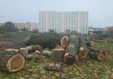 Ornitolog w szczecinie - wycinka drzew