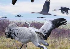 Ornitolog Zachodniopomorskie lecące stado ornitolog