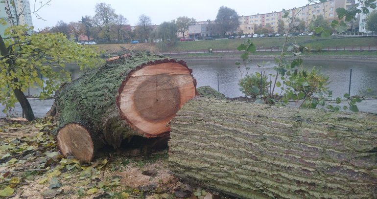 wycinka drzew w szczecinie opinia